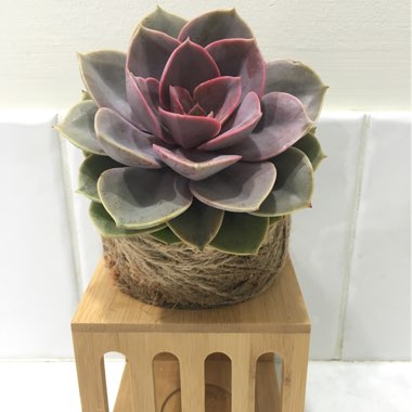 Echeveria Perle Von Nurnberg