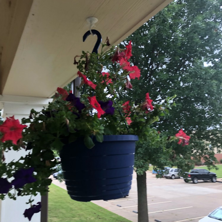 Plant image Viola x wittrockiana 'Historic Florist Pansies Mixed'