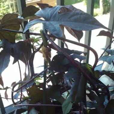 Ipomoea batatas 'Blackie'