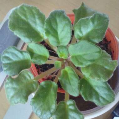 Streptocarpus sect. Saintpaulia  syn. Saintpaulia