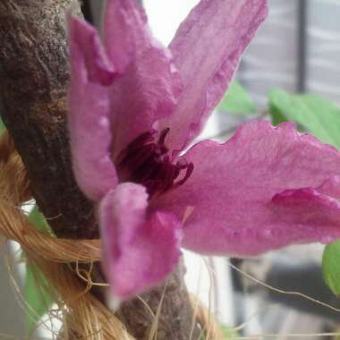 Clematis (Pruning Group 3)