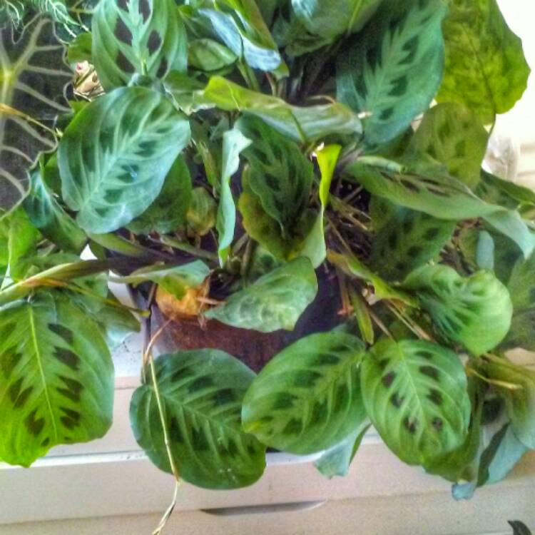 Plant image Maranta Leuconeura