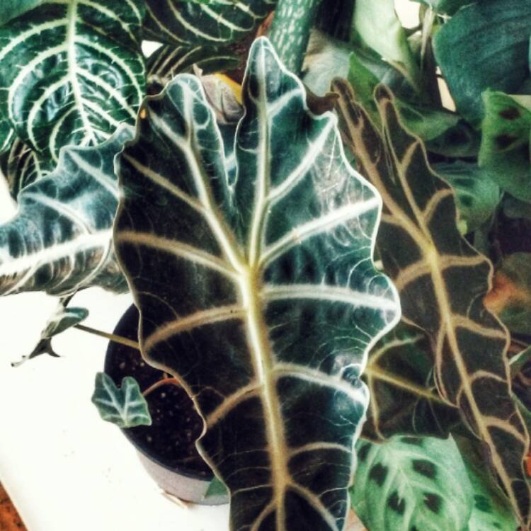 Plant image Alocasia x amazonica 'Polly'
