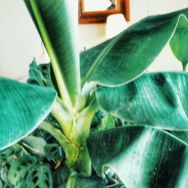 Musa