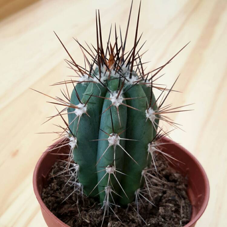 Plant image Stetsonia Coryne