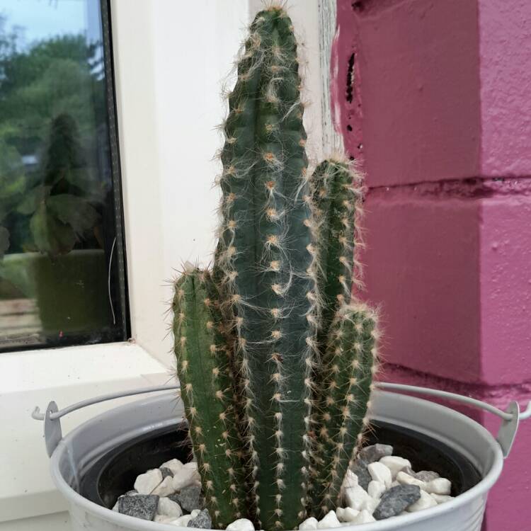 Plant image pilosocereus leucocephalus
