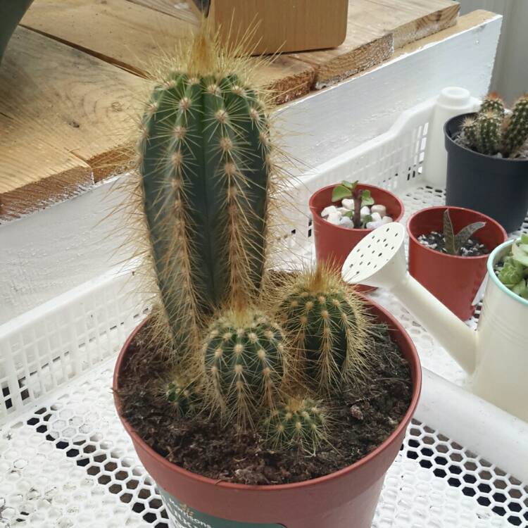 Plant image Pilosocereus pachycladus