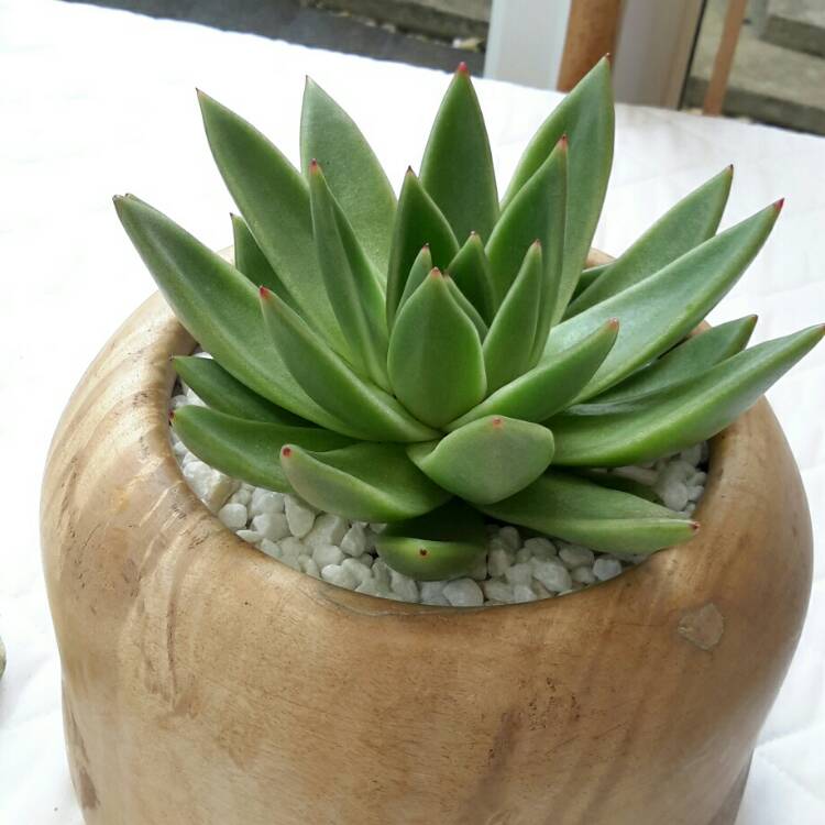plant image 1356485