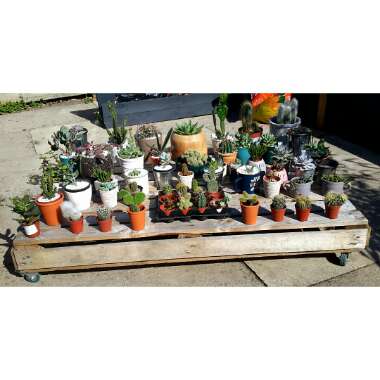 Char's garden