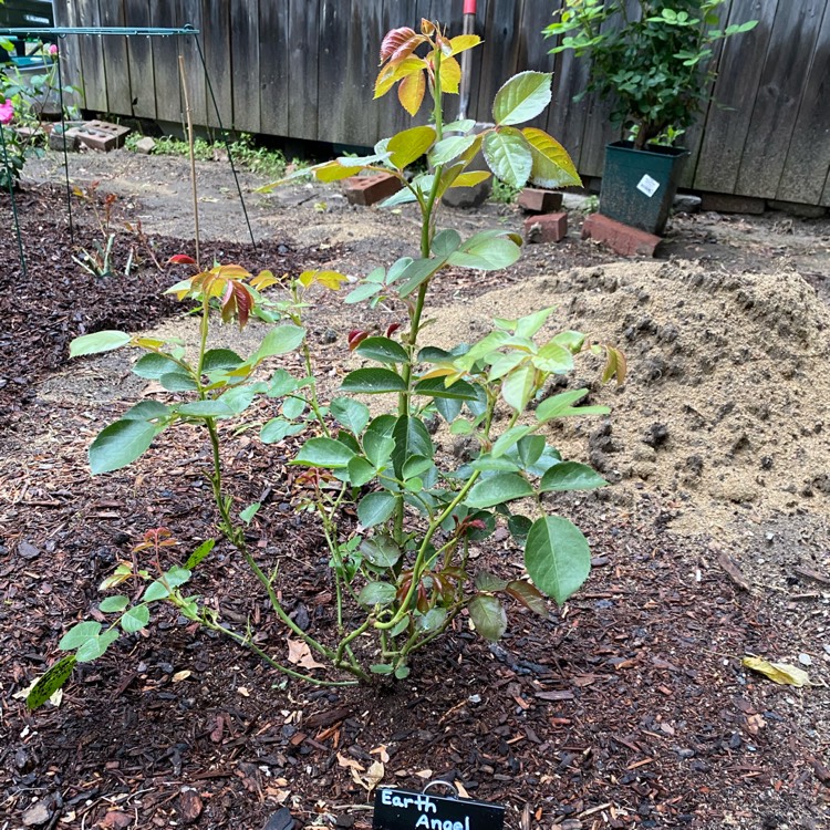 plant image 1491304 plant image 1491304