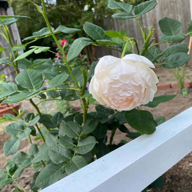 Plant image Rosa 'Wollerton Old Hall'