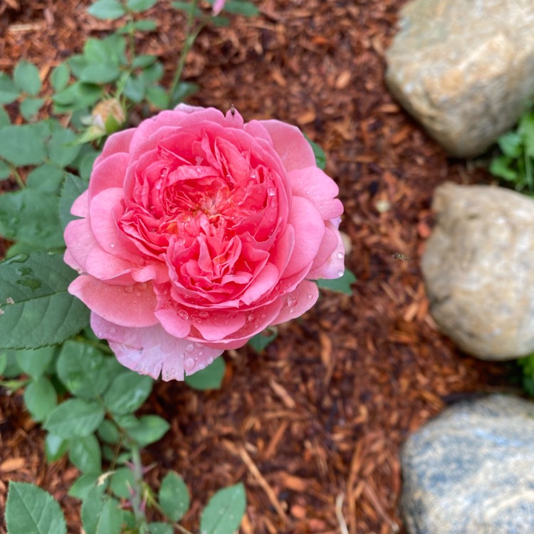 plant image 1508924