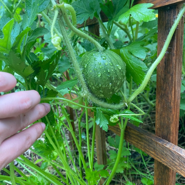 Plant image Citrullus Lanatus 'Sugar Baby'
