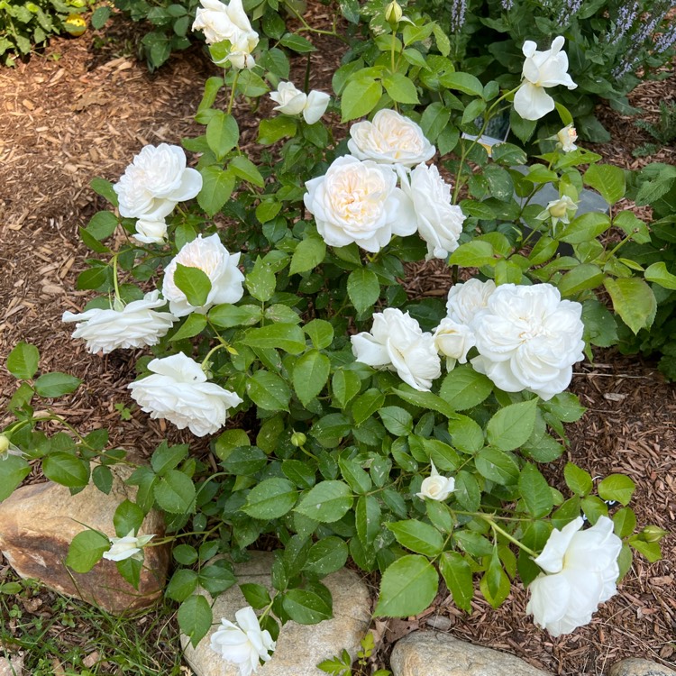 Plant image Rosa 'Meidelweis' syn. Rosa 'Bolero'