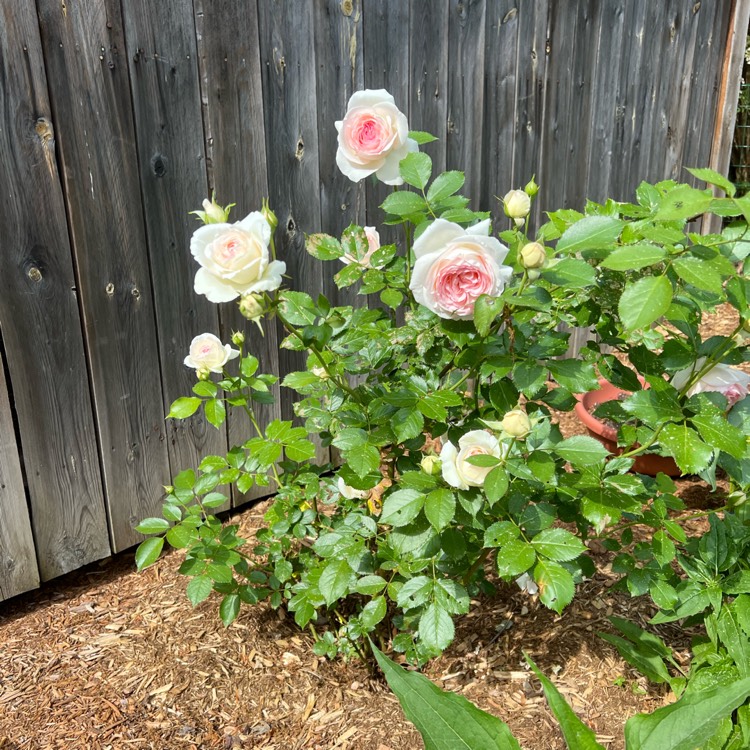 Plant image Rosa 'Meiviolin' syn. Rosa 'Eden Rose 88', Rosa 'Eden Rose 85', Rosa 'Pierre De Ronsard'