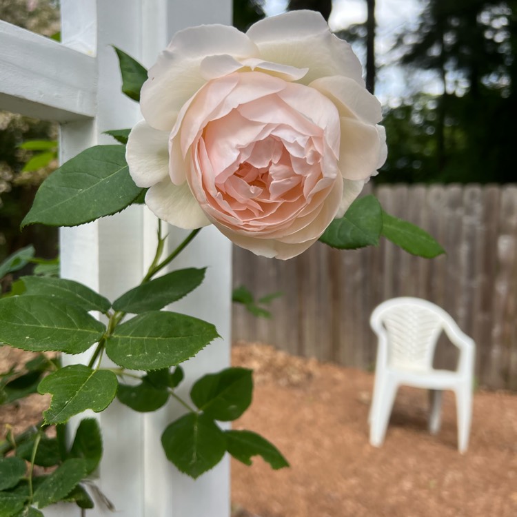 plant image 1597533