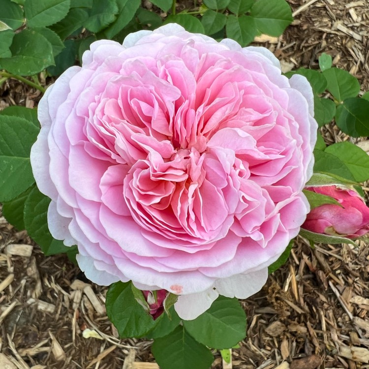 Plant image Rosa 'Ausegdon' syn. Rosa 'Eustacia Vye', Rosa 'Sts Francis And Claire'