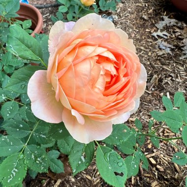 Rose 'Lady of Shalott' (Shrub)