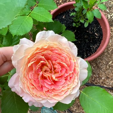 Rose 'Fun In The Sun' (Grandiflora)