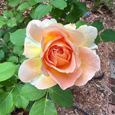Rose 'Fun In The Sun' (Grandiflora)