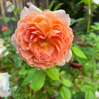 Rose 'Carding Mill' (Shrub)