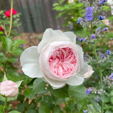 Rose 'Earth Angel' (Floribunda)