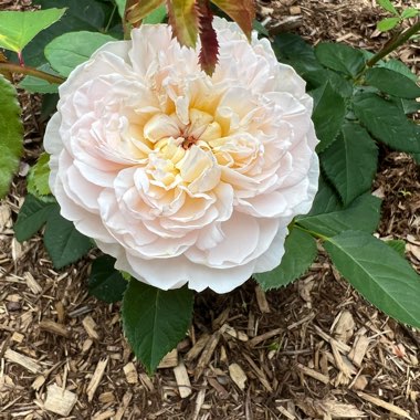 Rose 'Emily Bronte' (Shrub)