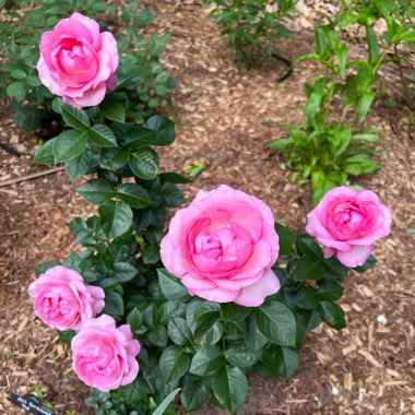 Rose 'All Dressed Up' (Grandiflora)