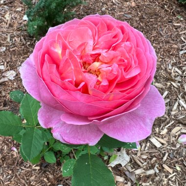Rose 'Boscobel'