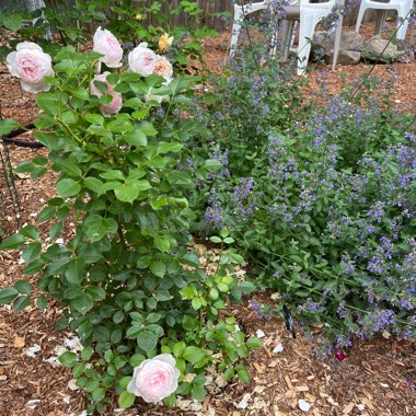 Rose 'Earth Angel' (Floribunda)