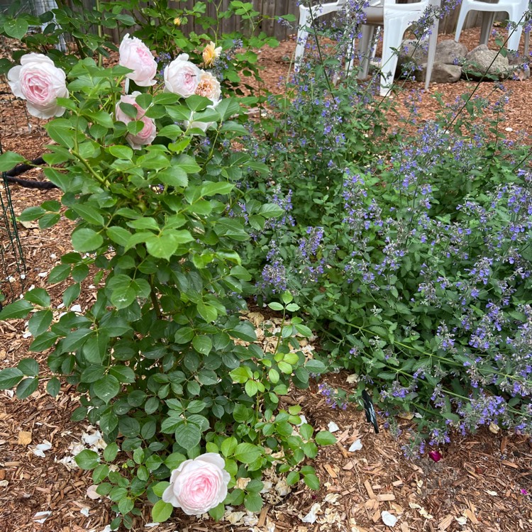plant image 1600865 plant image 1600865