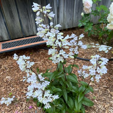 Beardtongue 'Husker Red'
