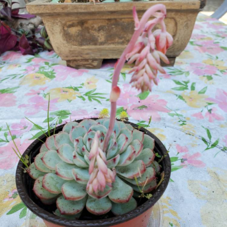 plant image 1233748
