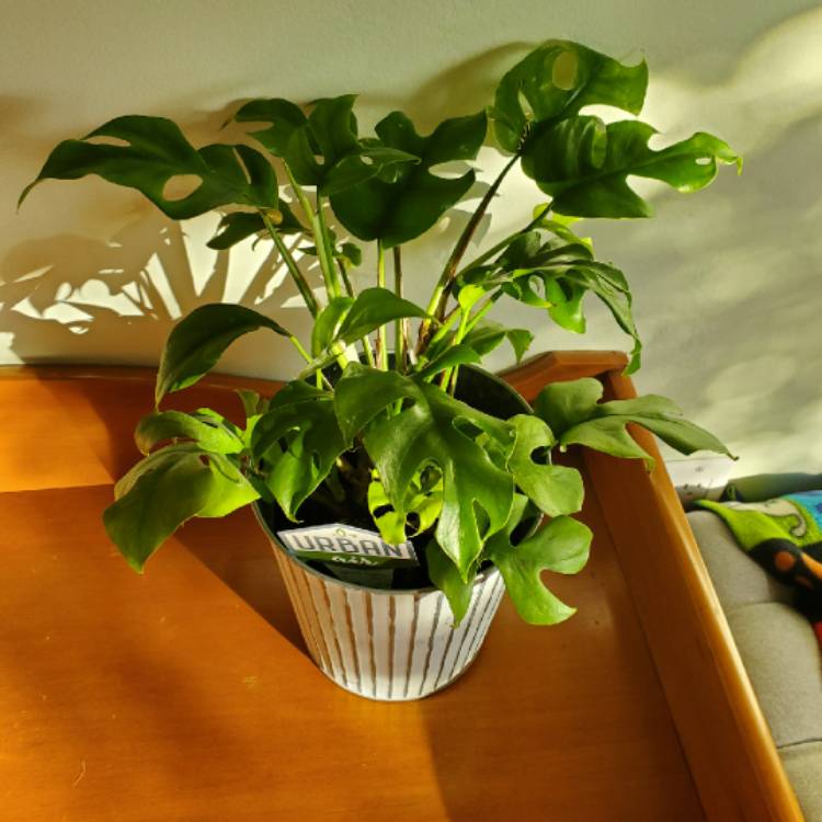 Plant image Monstera deliciosa 'Piccolo'