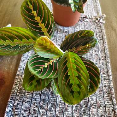 Prayer Plant 'Fascinator Tricolour'