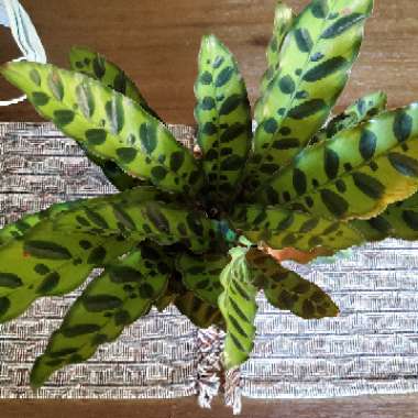 Rattlesnake Plant