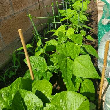 D's garden
