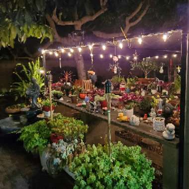D's garden