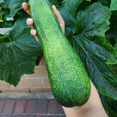 D's garden
