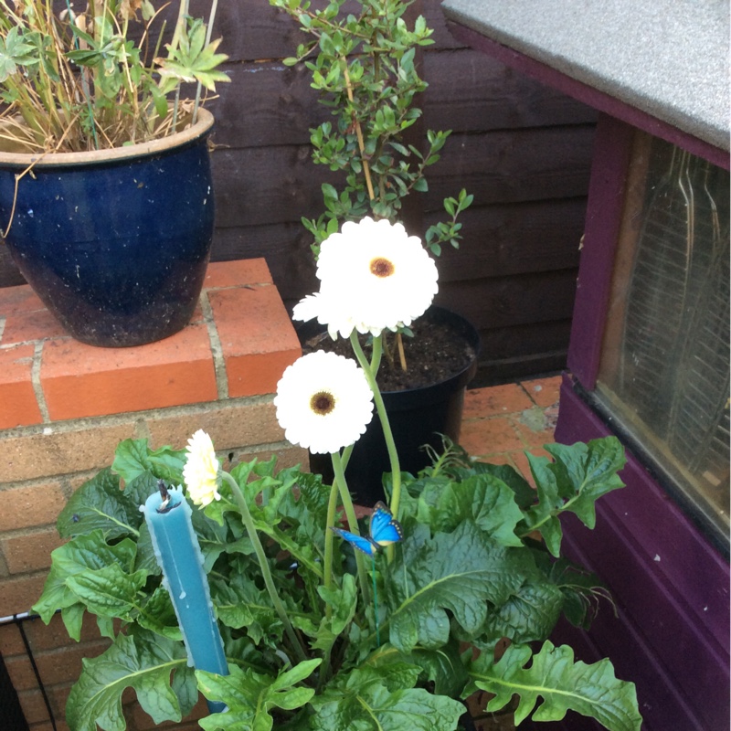 Gerbera Daisy