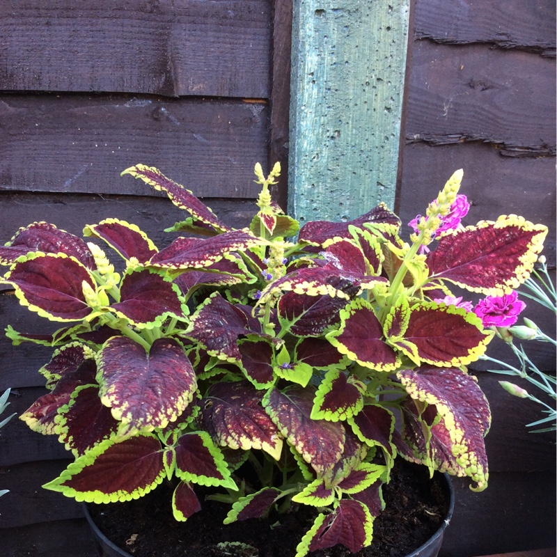 Missie's garden