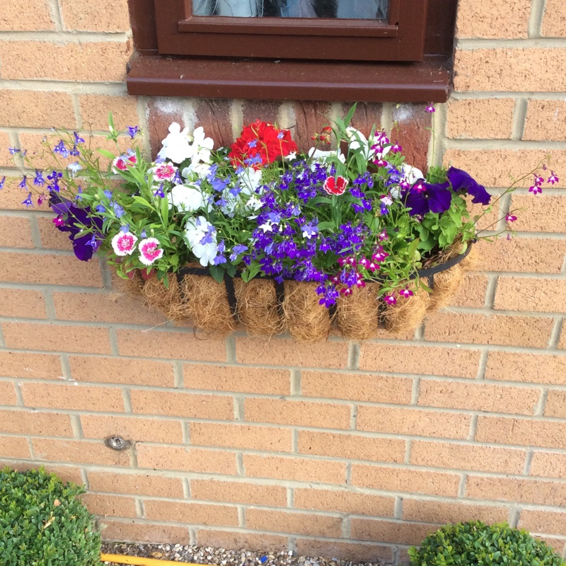 Missie's garden