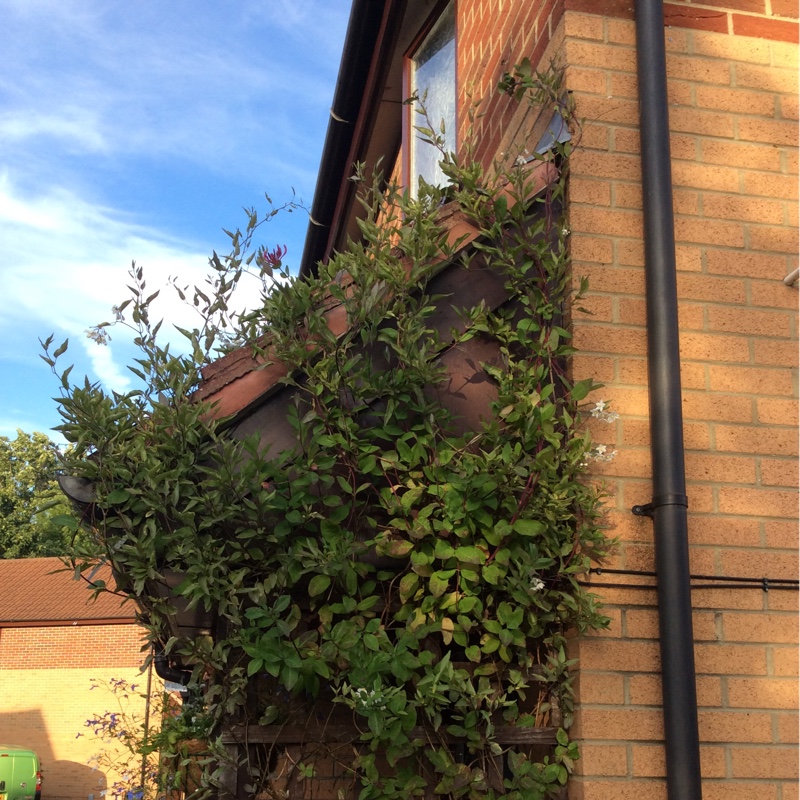 Missie's garden