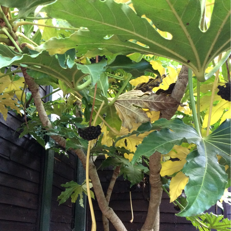 Japanese Aralia
