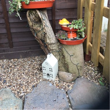 Missie's garden