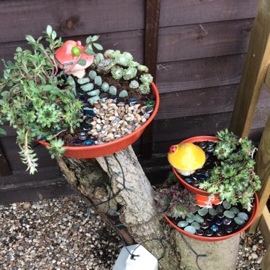 Missie's garden