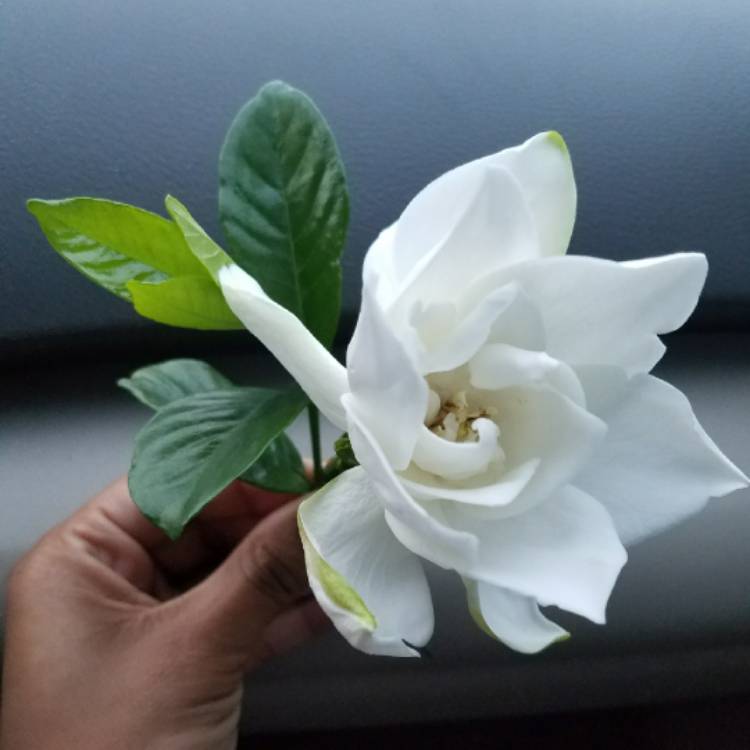 Plant image Gardenia Jasminoides 'August Beauty'