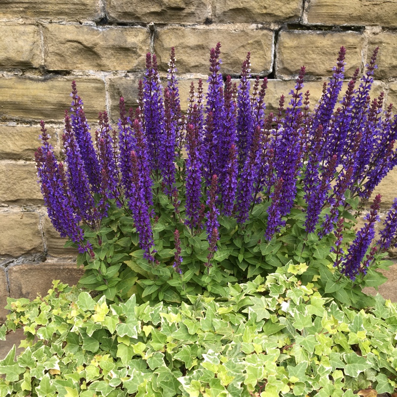Plant image Salvia x sylvestris 'Blauhugel' syn. Salvia nemorosa 'Blue Mound', Salvia nemorosa 'Blauhugel', Salvia 'Blue Hills'