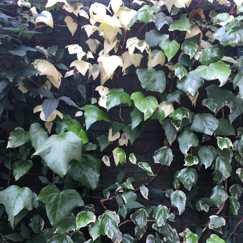 Plant image Hedera Canariensis