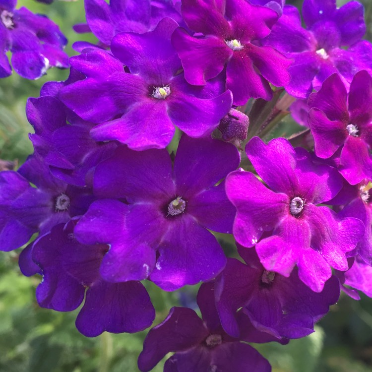 Plant image Verbena